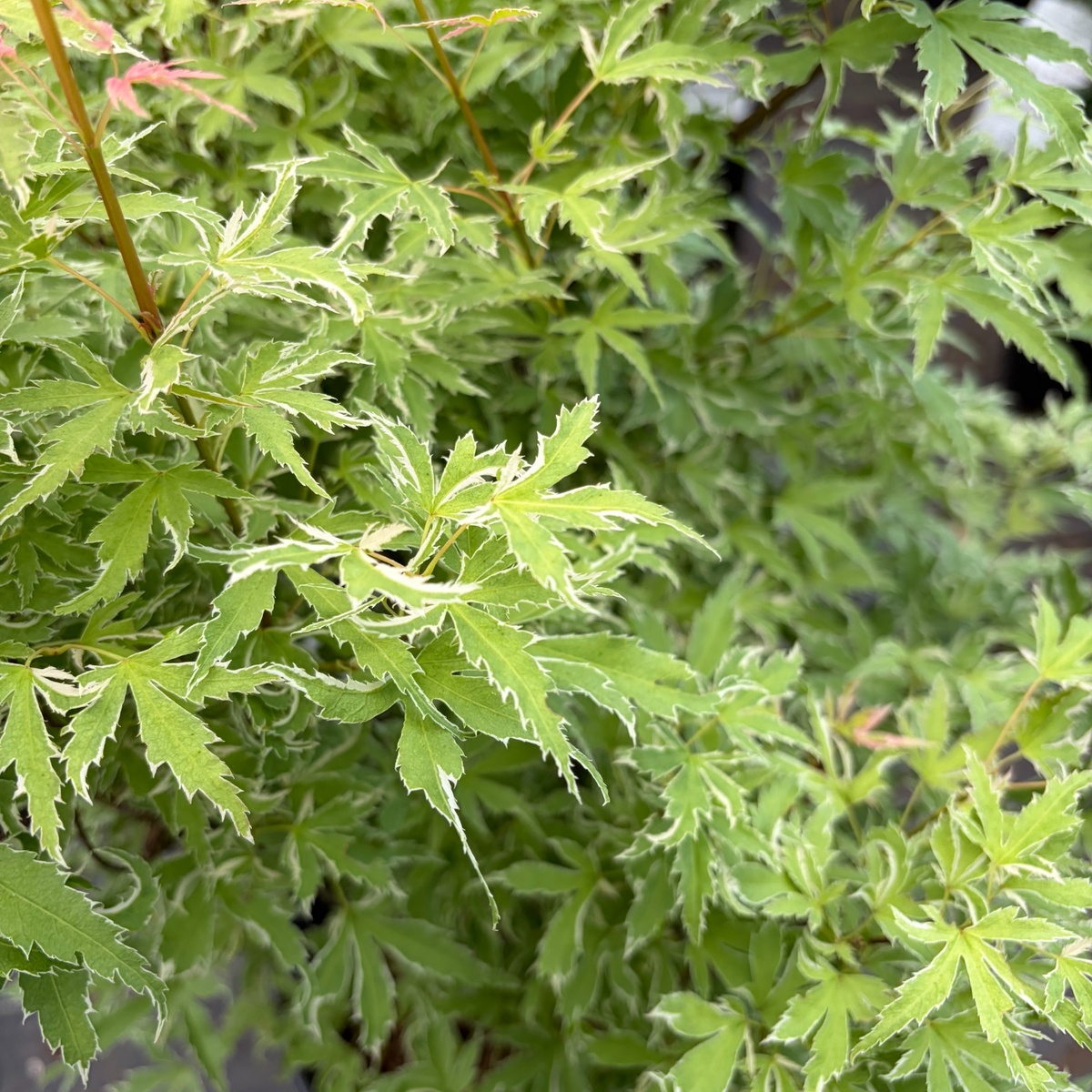 Japanese_Maple_Metamorphosa_Detail.jpg