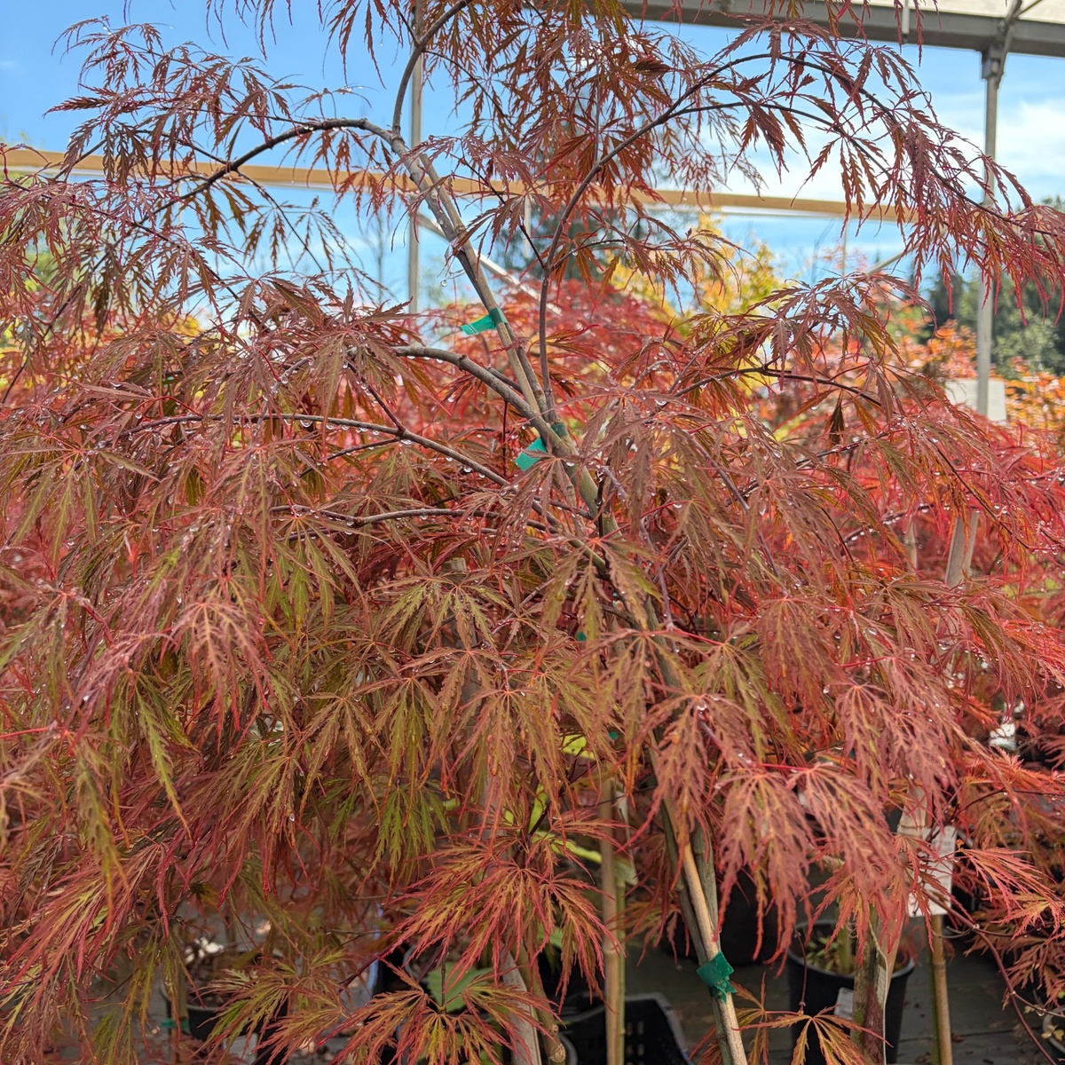 Japanese_Maple_Tamukeyama_2.jpg