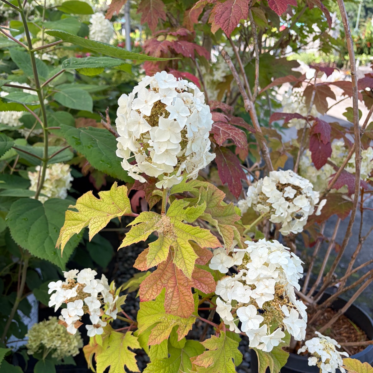 Jetstream_Hydrangea_1200x1200.jpg