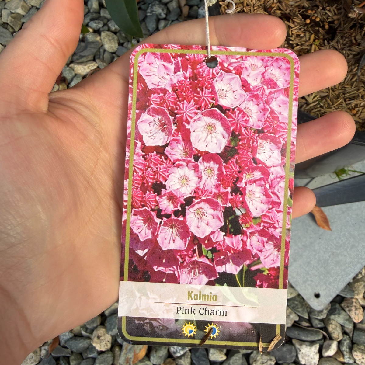 Kalmia-Mountain-Laurel-Pink-Charm-flower-tag-1200x1200-new.jpg