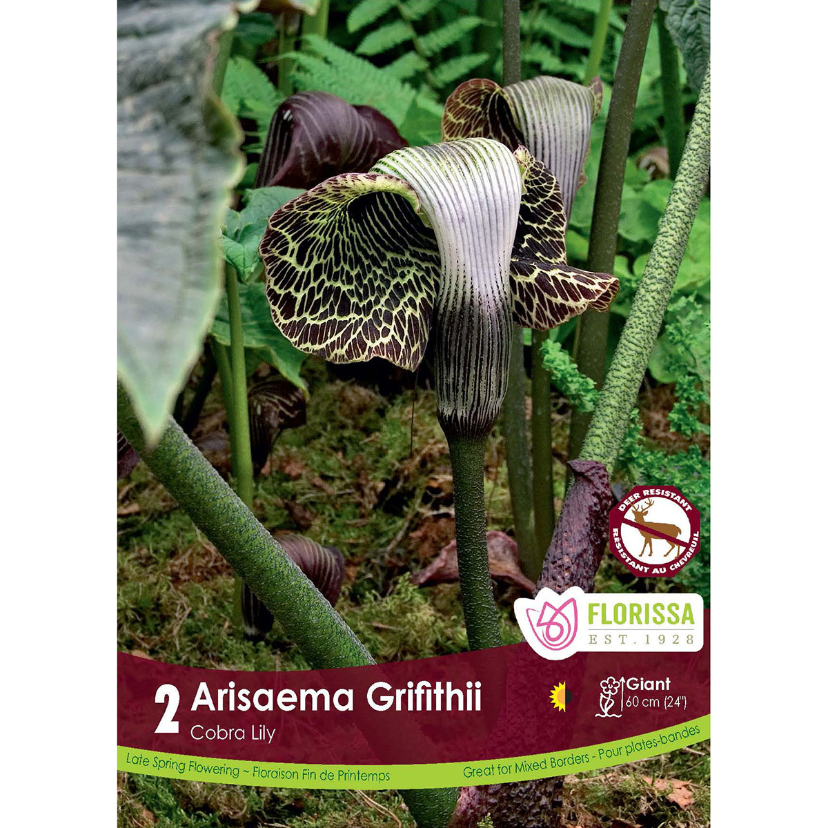 LGKep Arisaema Grifithii.jpg