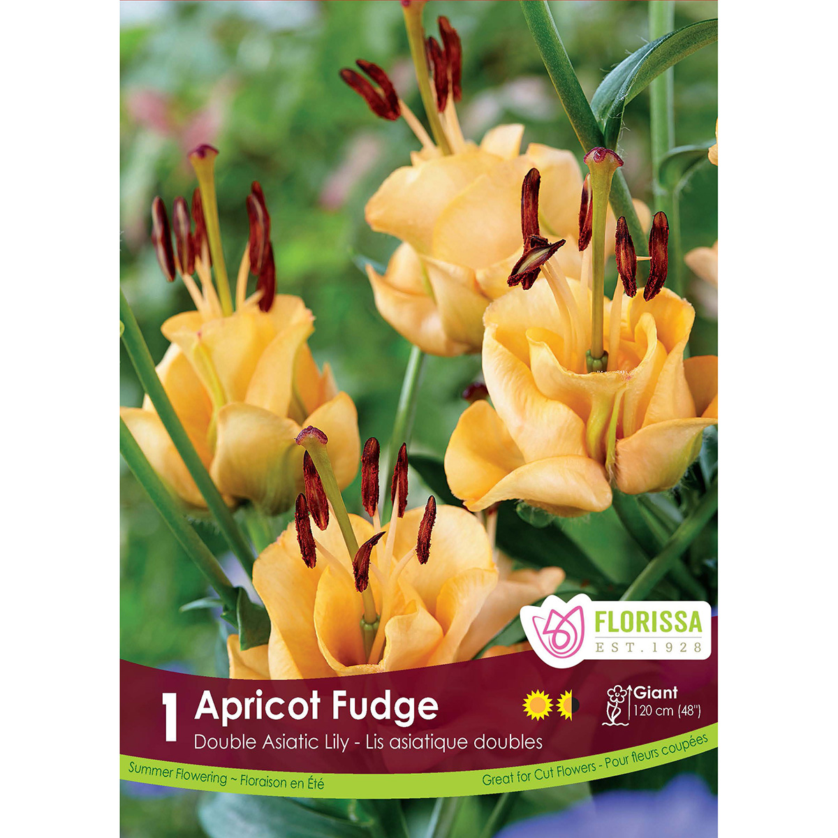 LGKep Lily Double Asiatic Apricot Fudge.jpg