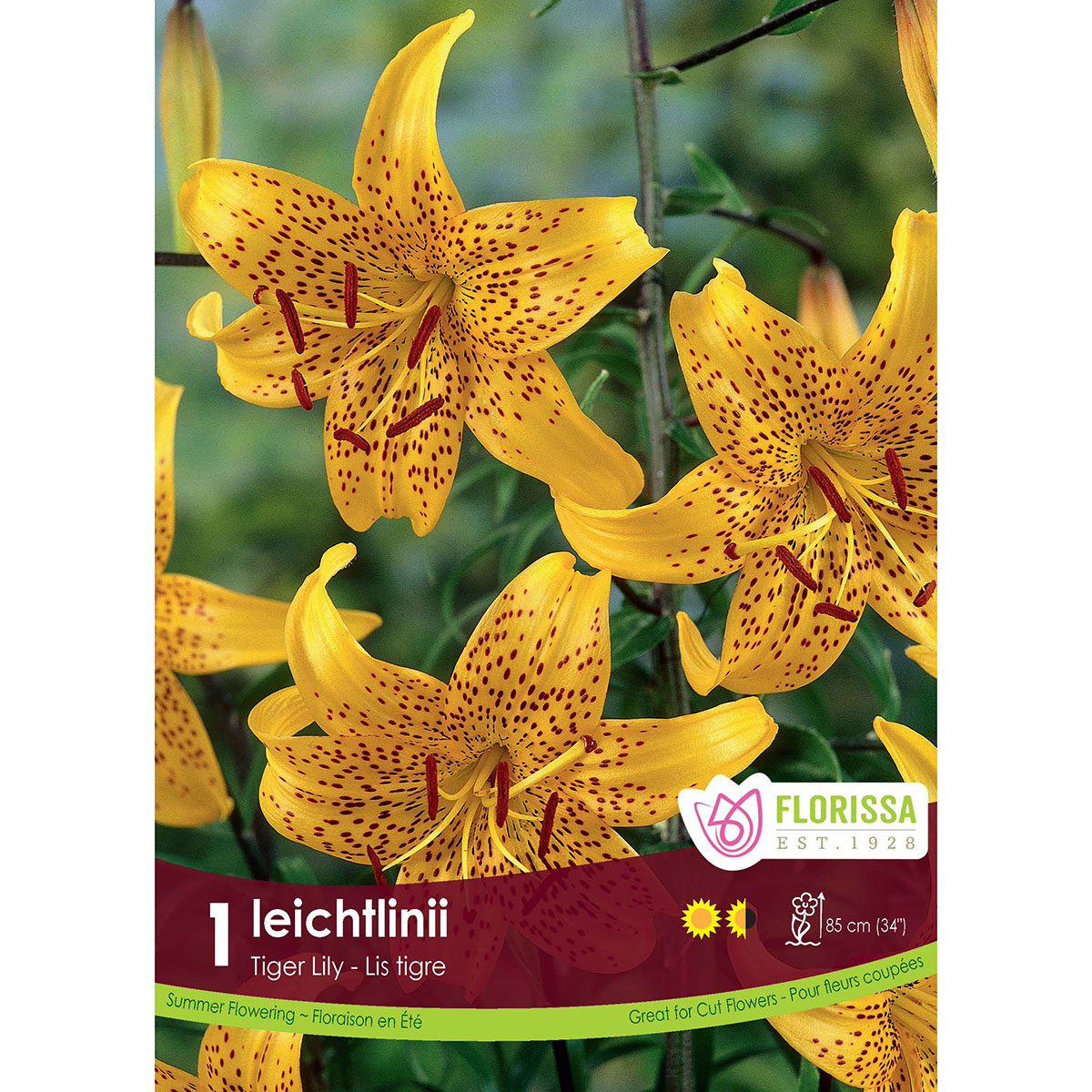 LGKep Lily Tiger Ieichtlinii.jpg