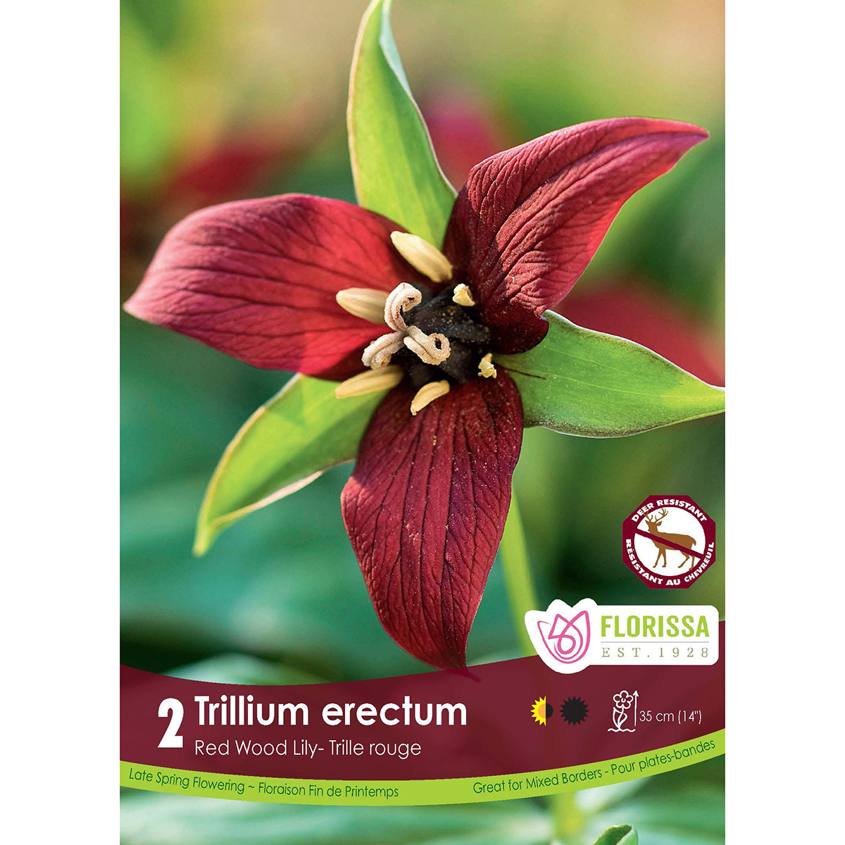 LGKep Trillium Erectum.jpg
