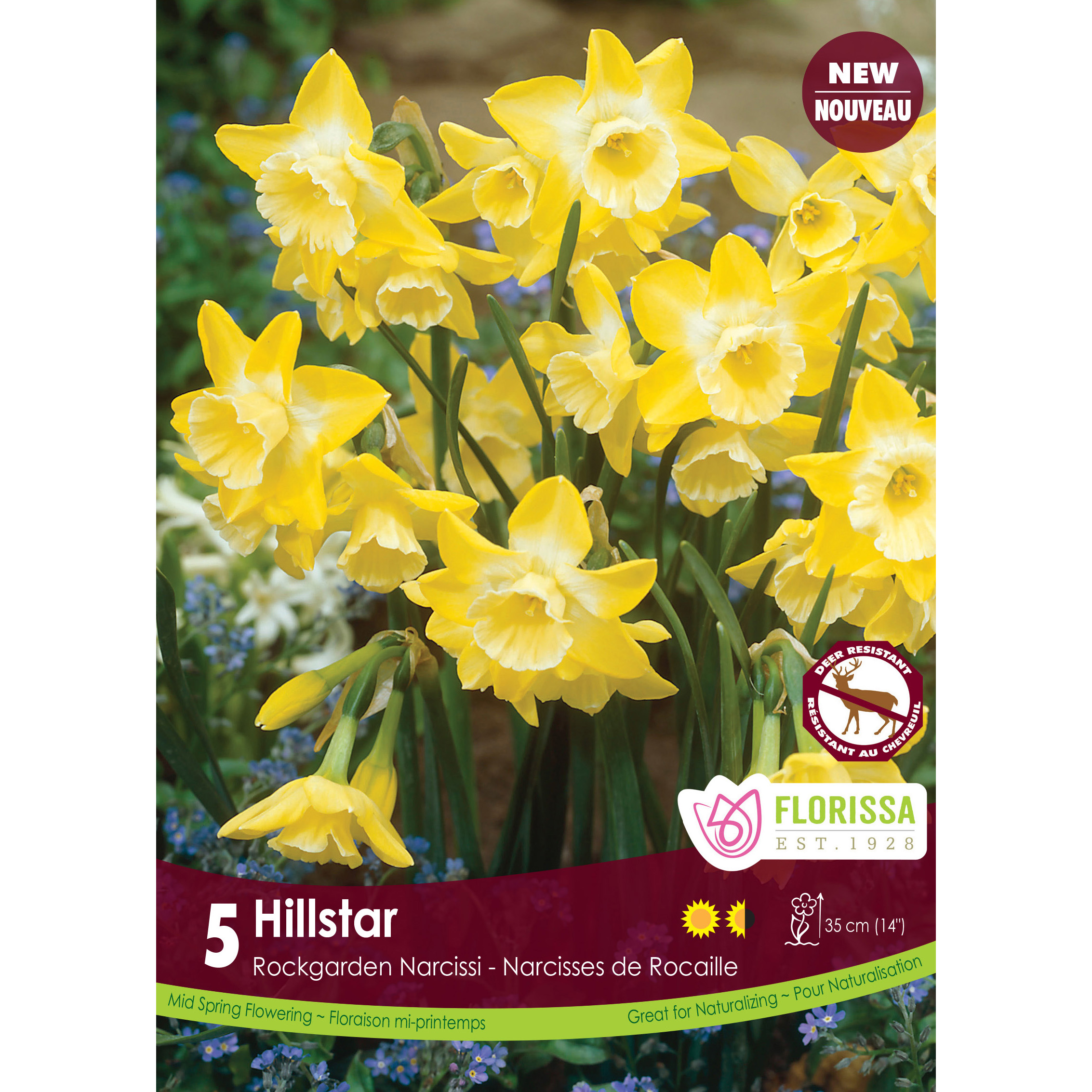 LG_Kep_Narcissus_Hillstar_fall.jpg