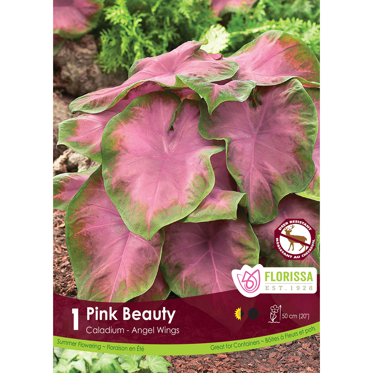 LgKep Caladium Pink Beauty.jpg