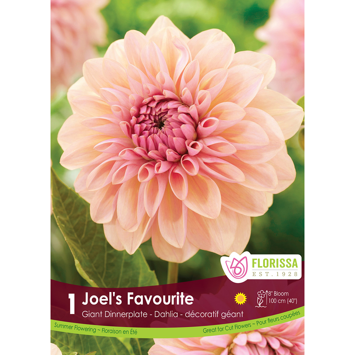 LgKep Dahlia Joels Favourite.jpg