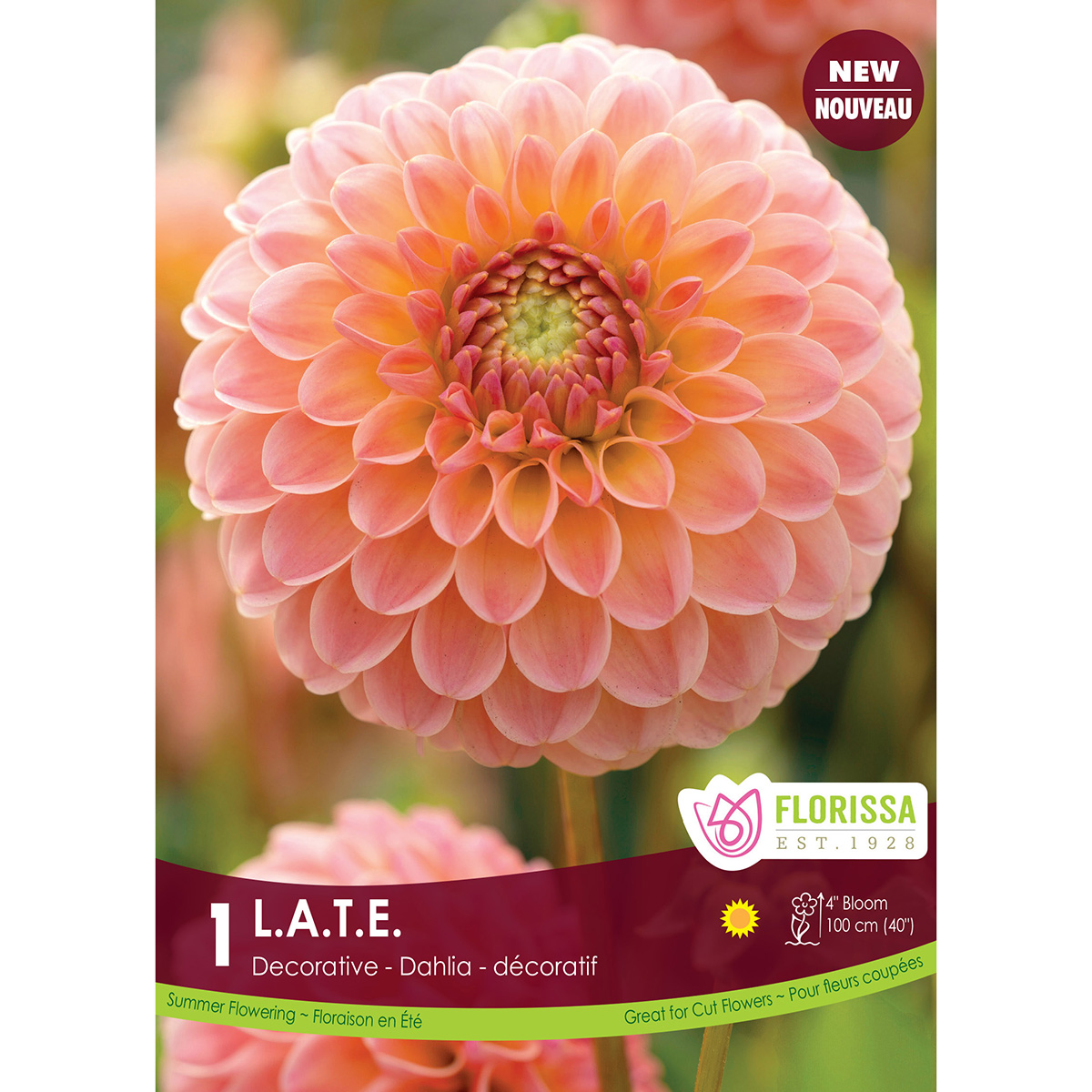 LgKep Dahlia LATE.jpg