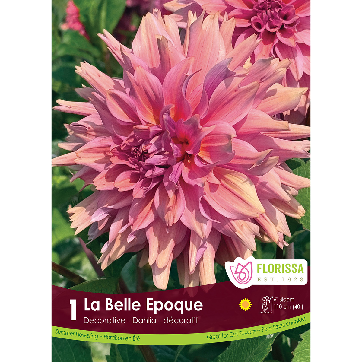 LgKep Dahlia La Belle Epoque.jpg