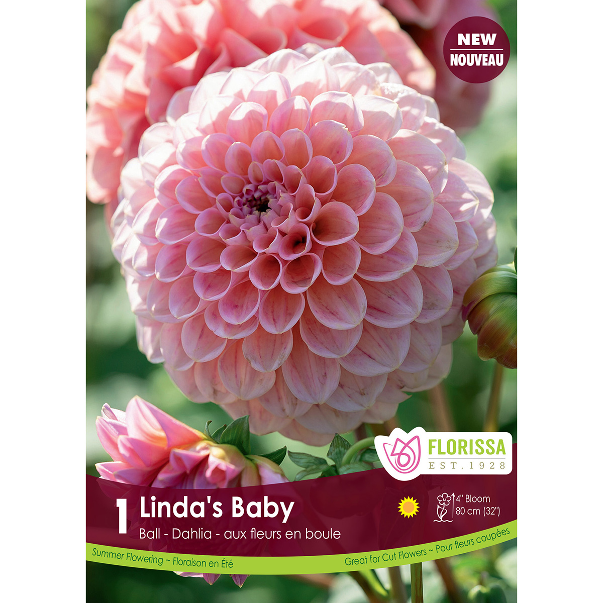 LgKep Dahlia Linda's Baby.jpg