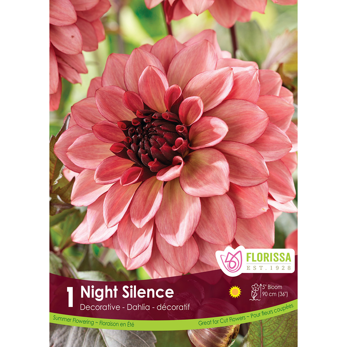 LgKep Dahlia Night Silence.jpg