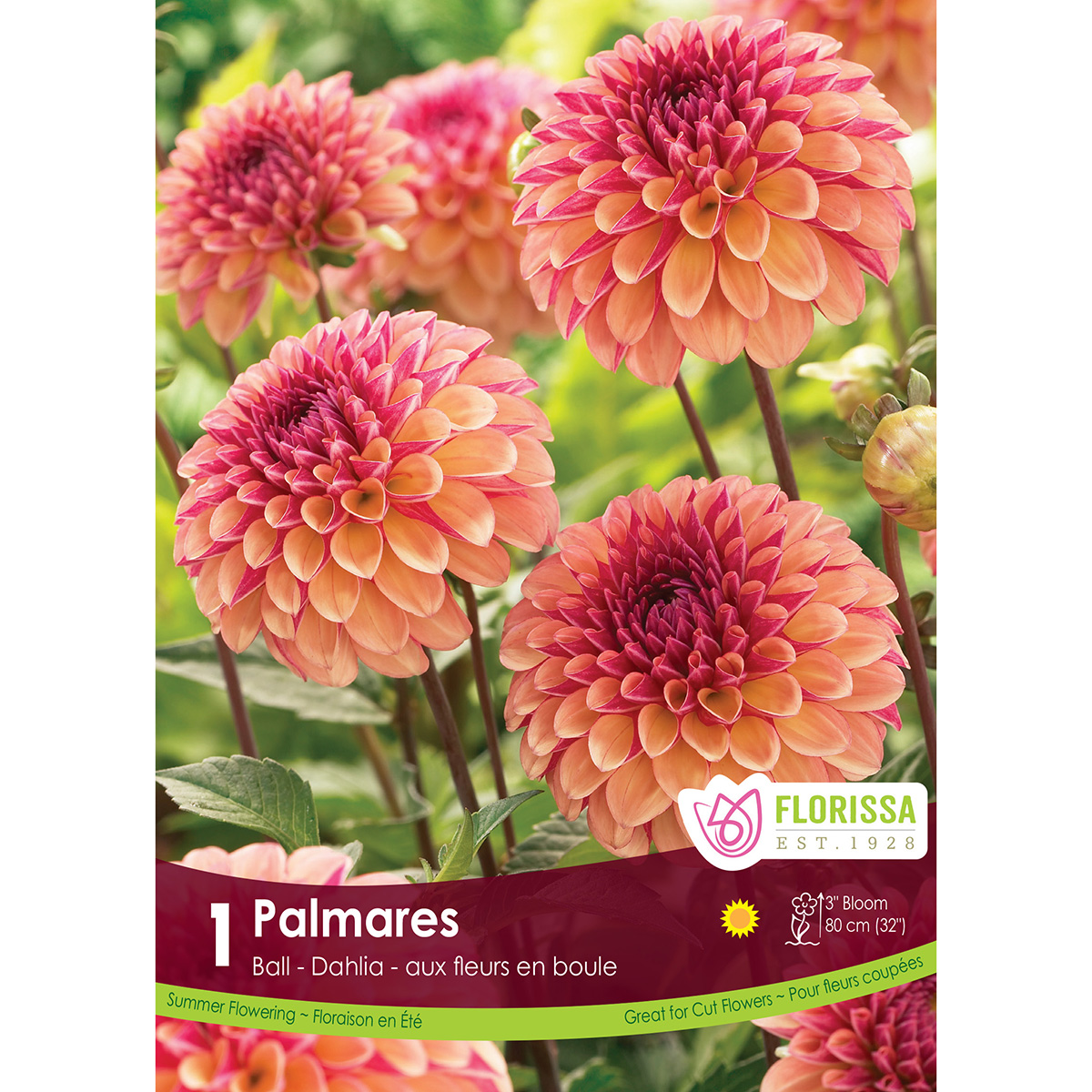 LgKep Dahlia Palmares.jpg