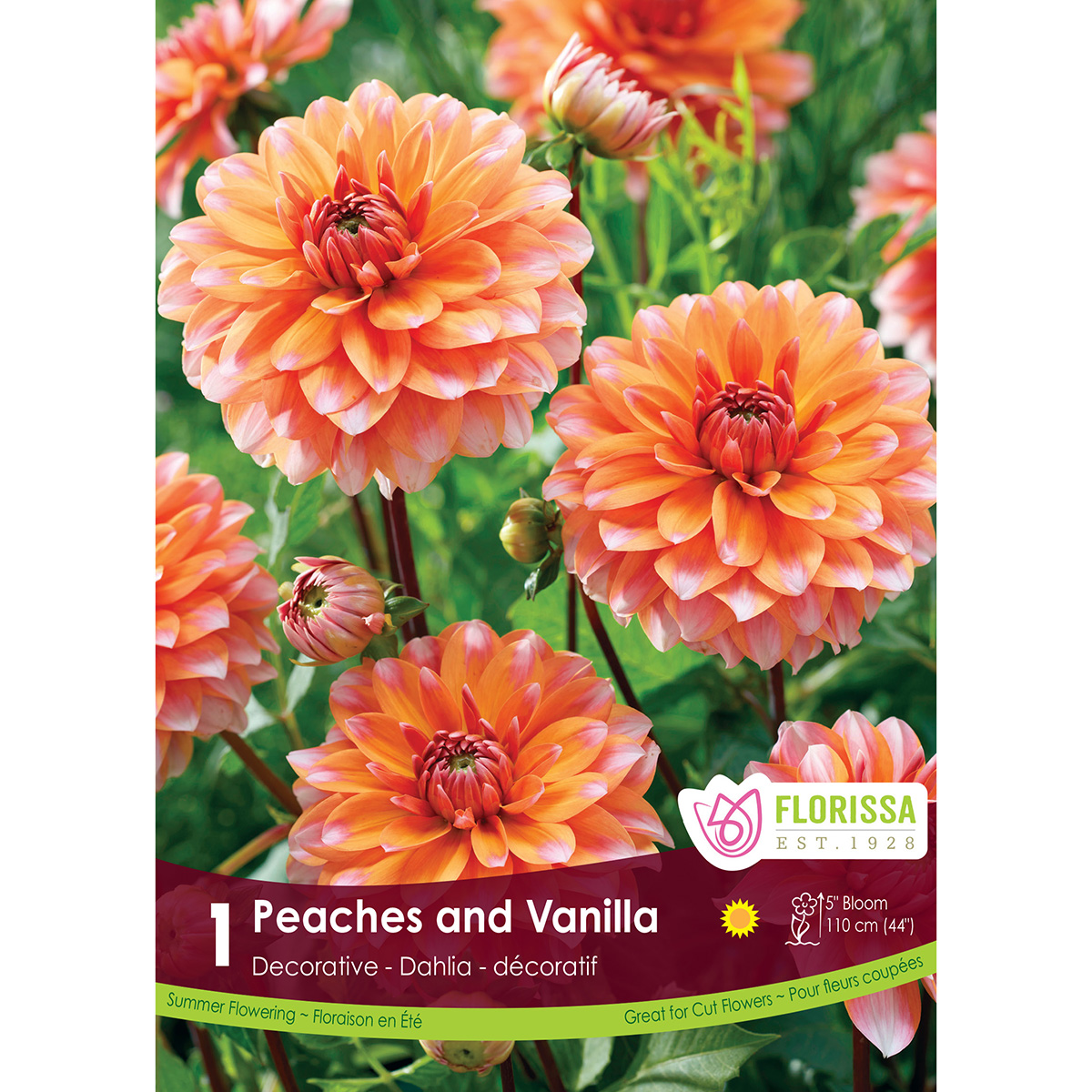LgKep Dahlia Peaches and Vanilla.jpg