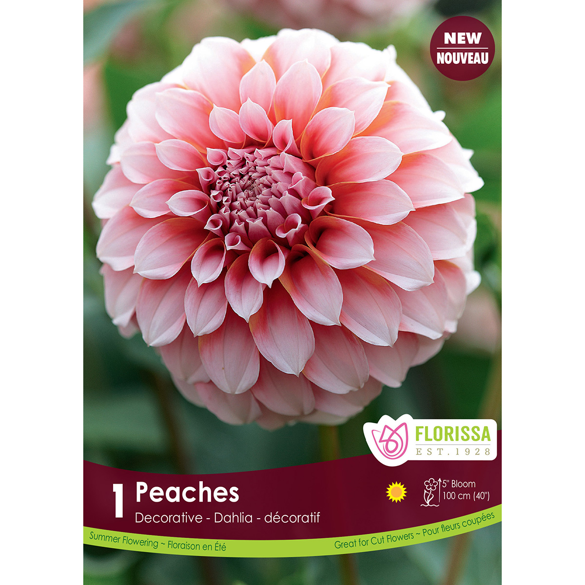 LgKep Dahlia Peaches.jpg