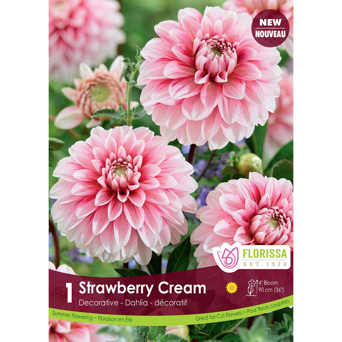 LgKep Dahlia Strawberry Cream.jpg