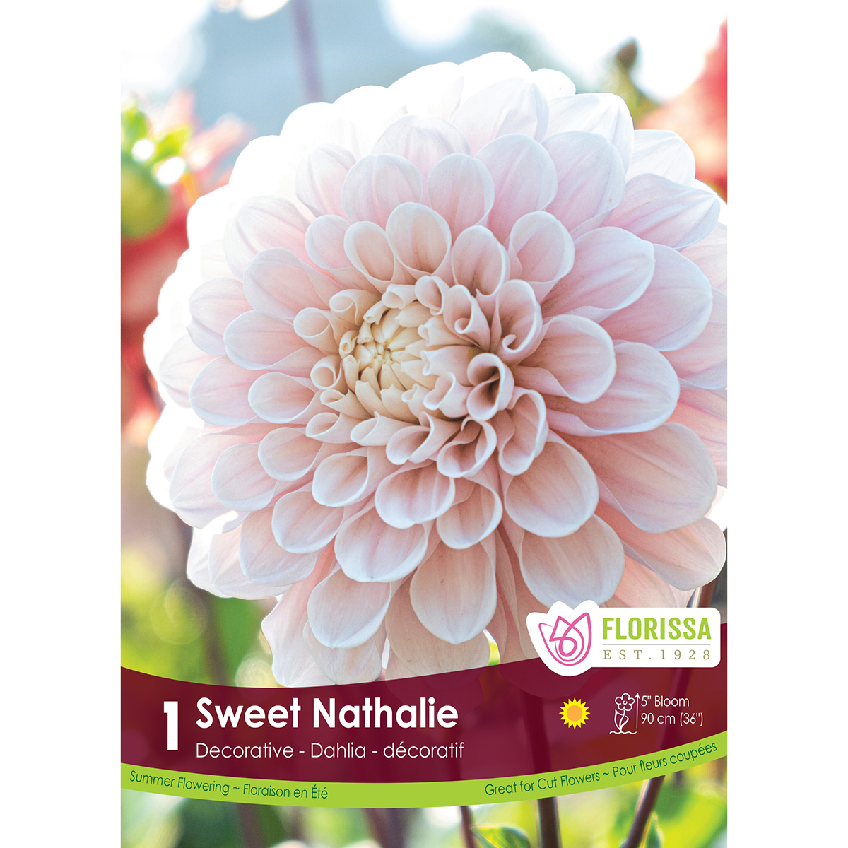 LgKep Dahlia Sweet Nathalie.jpg