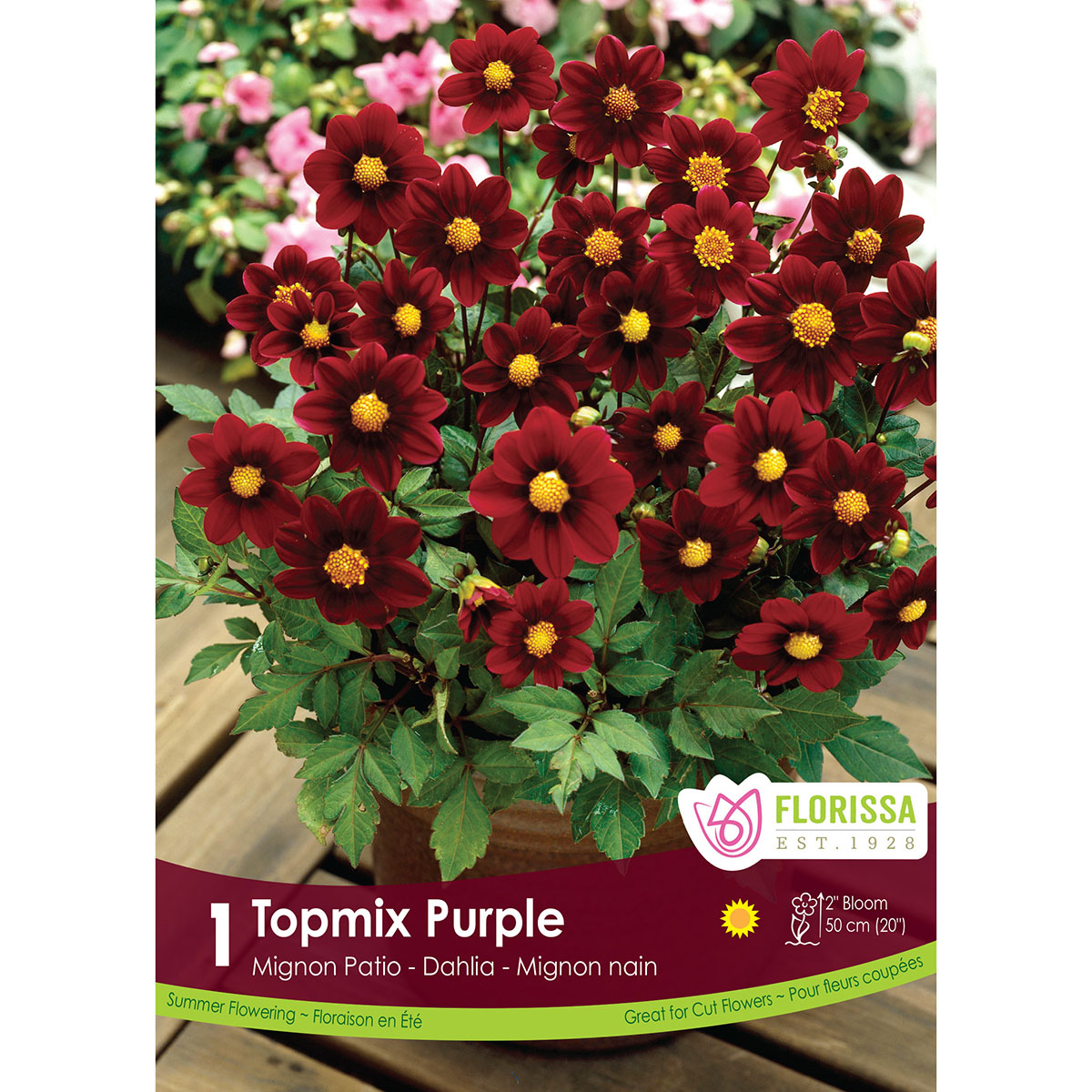 LgKep Dahlia Topmix Purple.jpg