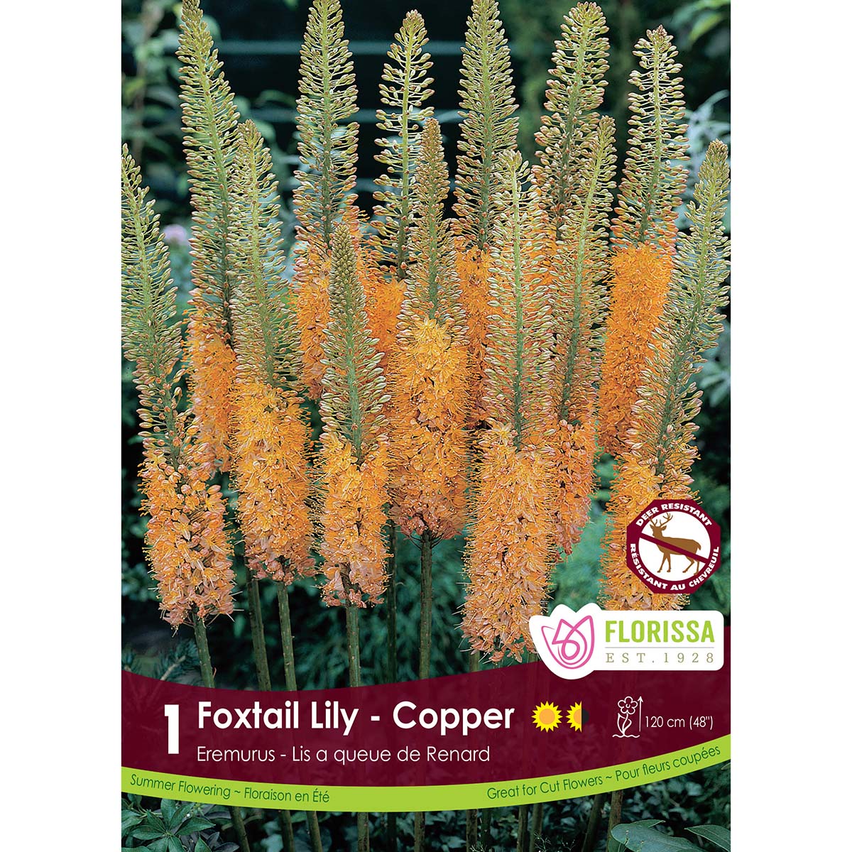 LgKep Eremurus Copper.jpg