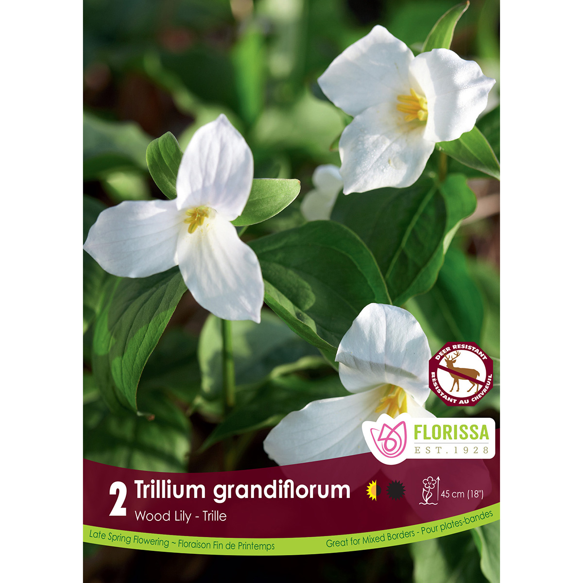 LgKep Trillium grandiflorum.jpg