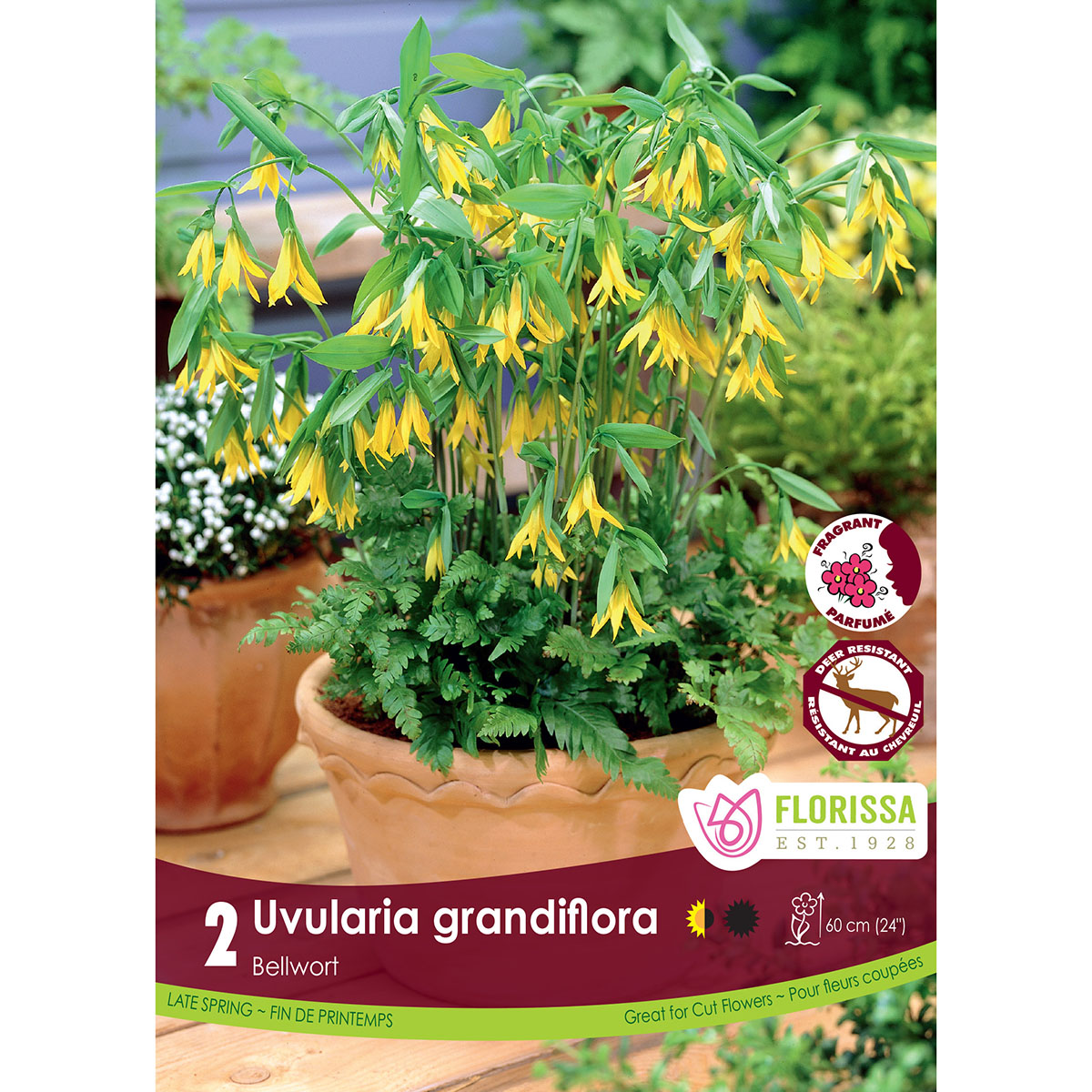 LgKep Uvularia grandiflora.jpg