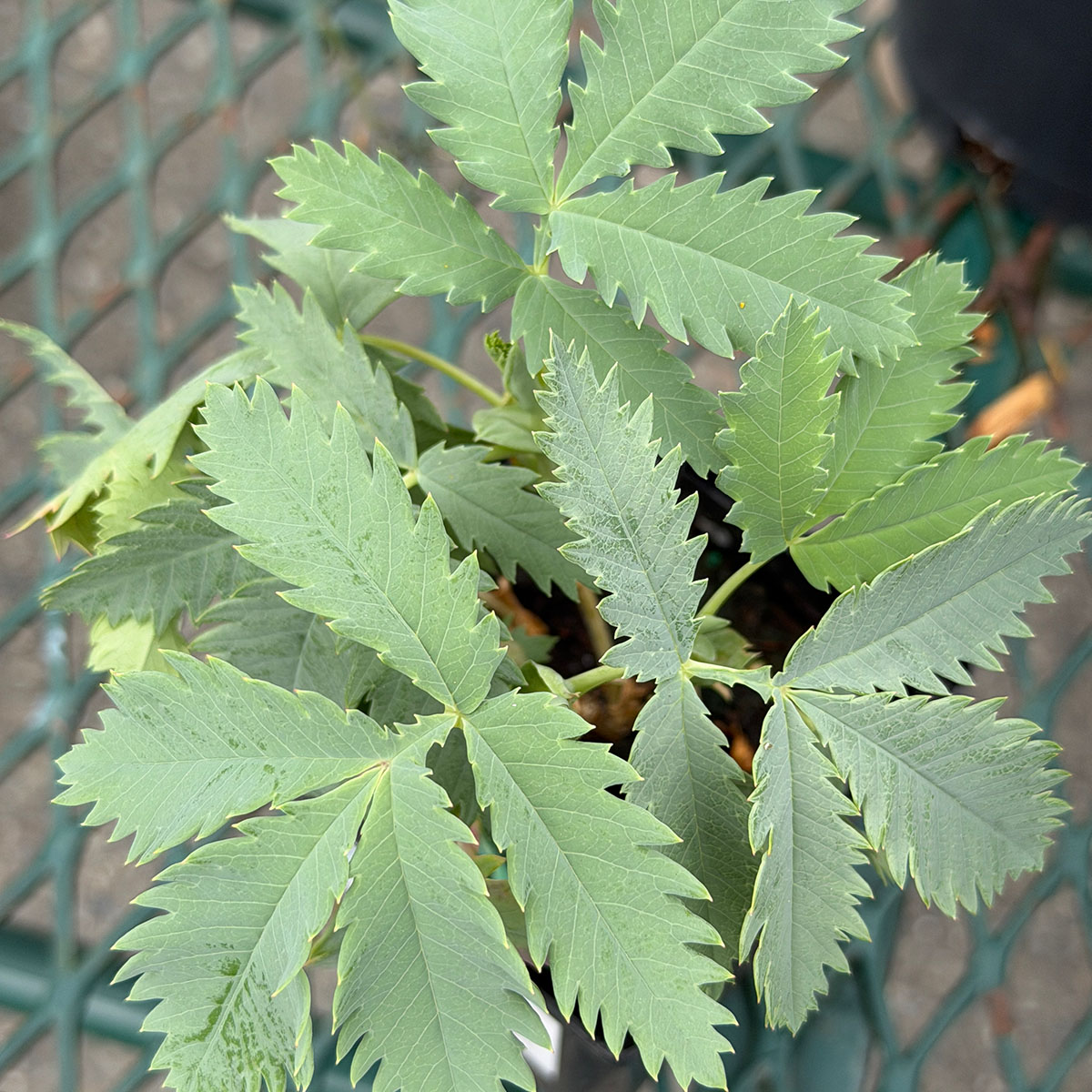 Melianthus_4in.jpg