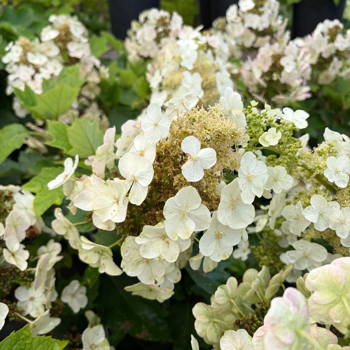 Munchkin_Oakleaf_Hydrangea_Landscape_1200x1200.jpg