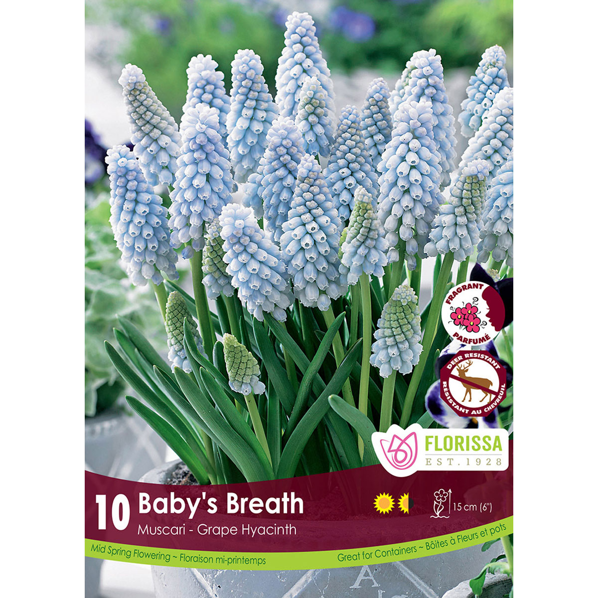Muscari-BabysBreath.jpg