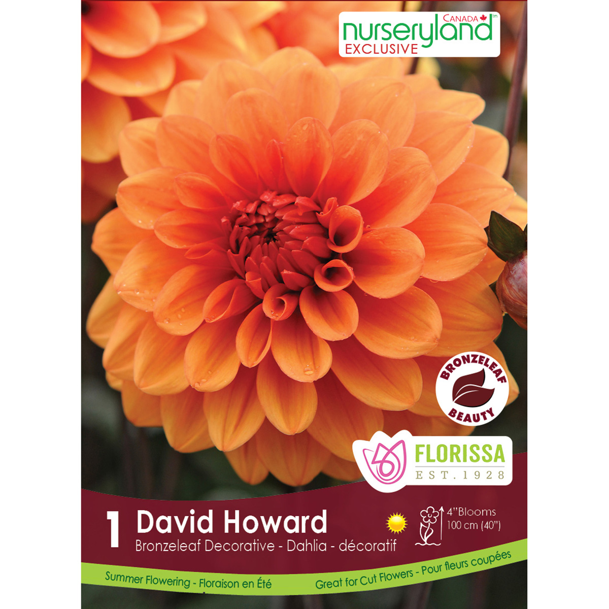 NLD SP26 Dahlia David Howard.jpg