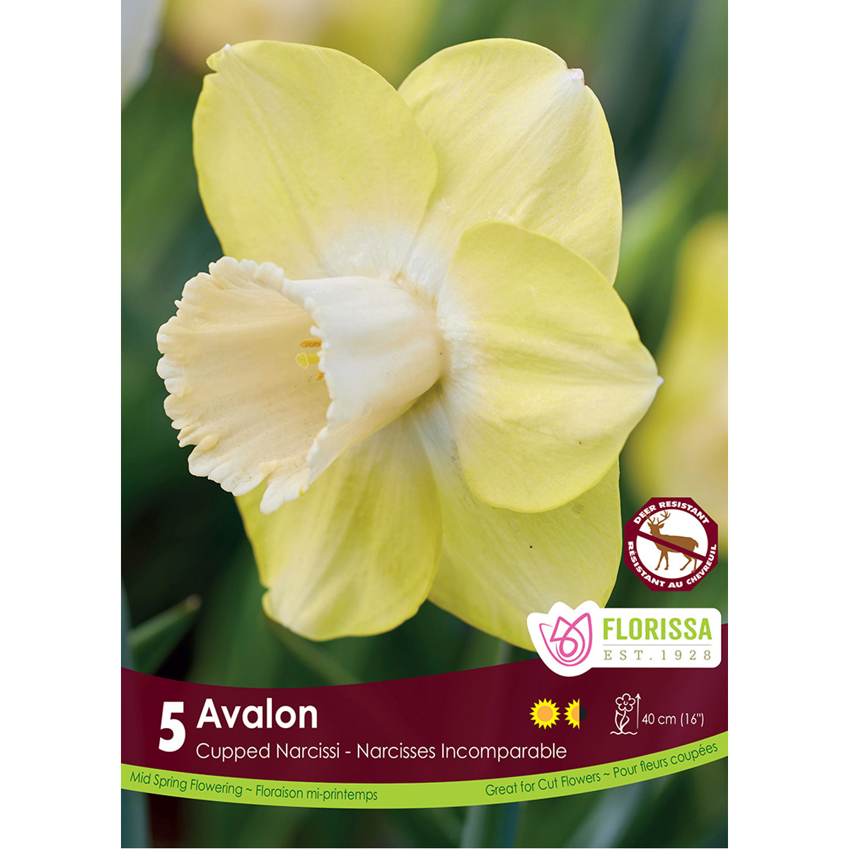 Narcissi-Avalon.jpg