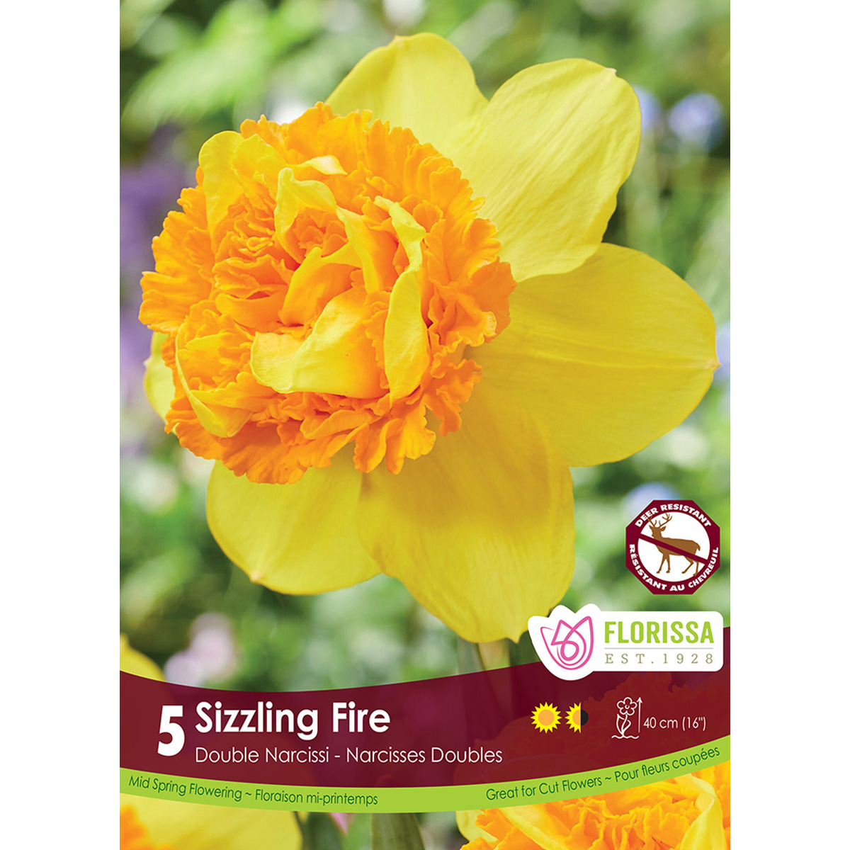 Narcissi-SizzlingFire.jpg