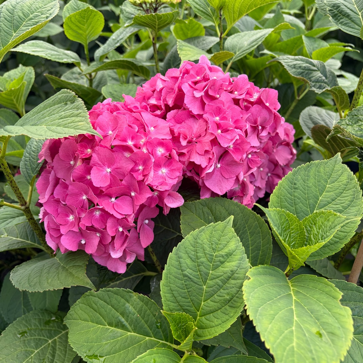 Princess_Beatrice_Hydrangea_1200x1200_Sign.jpg