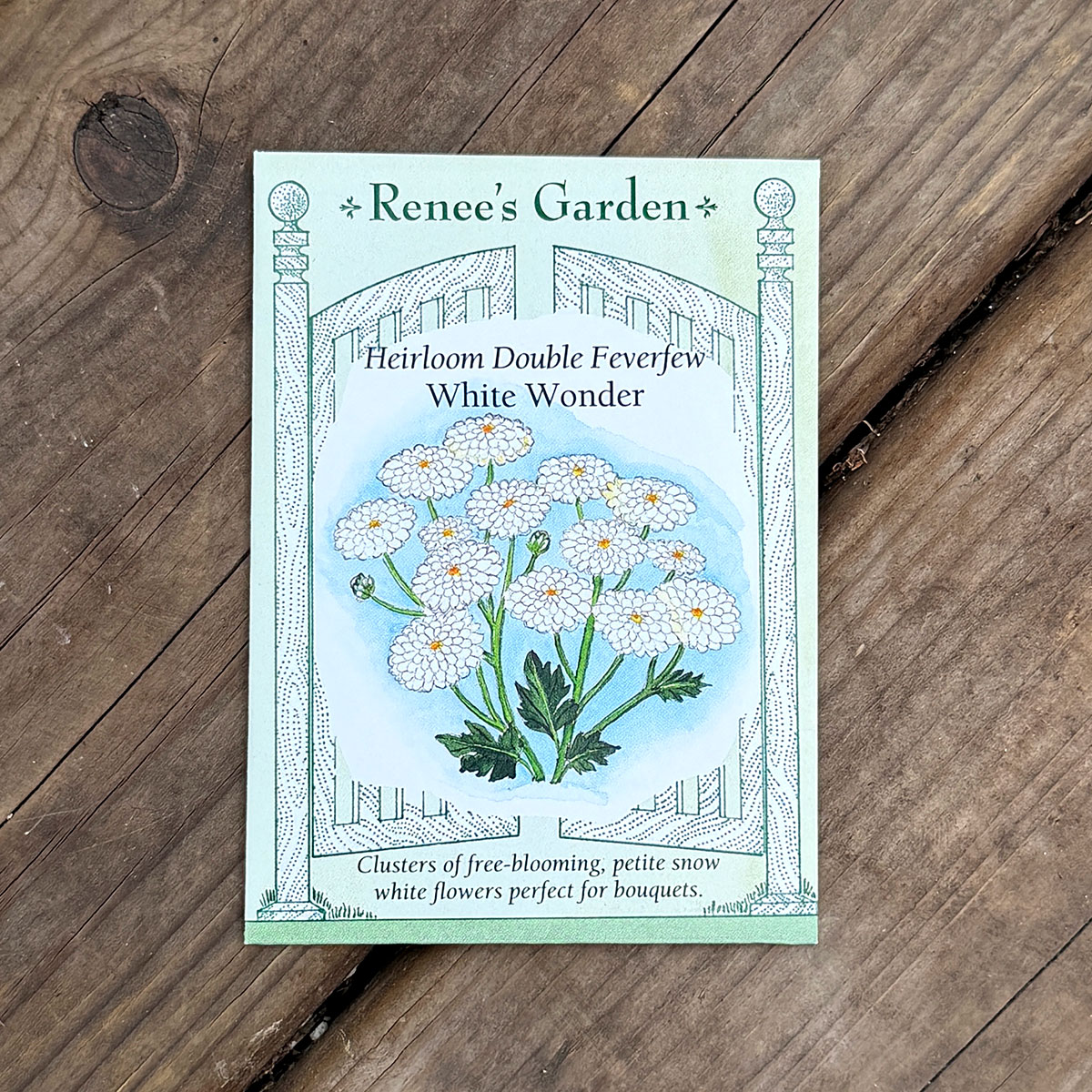 Renees_FeverFew_WhiteWonder.jpg