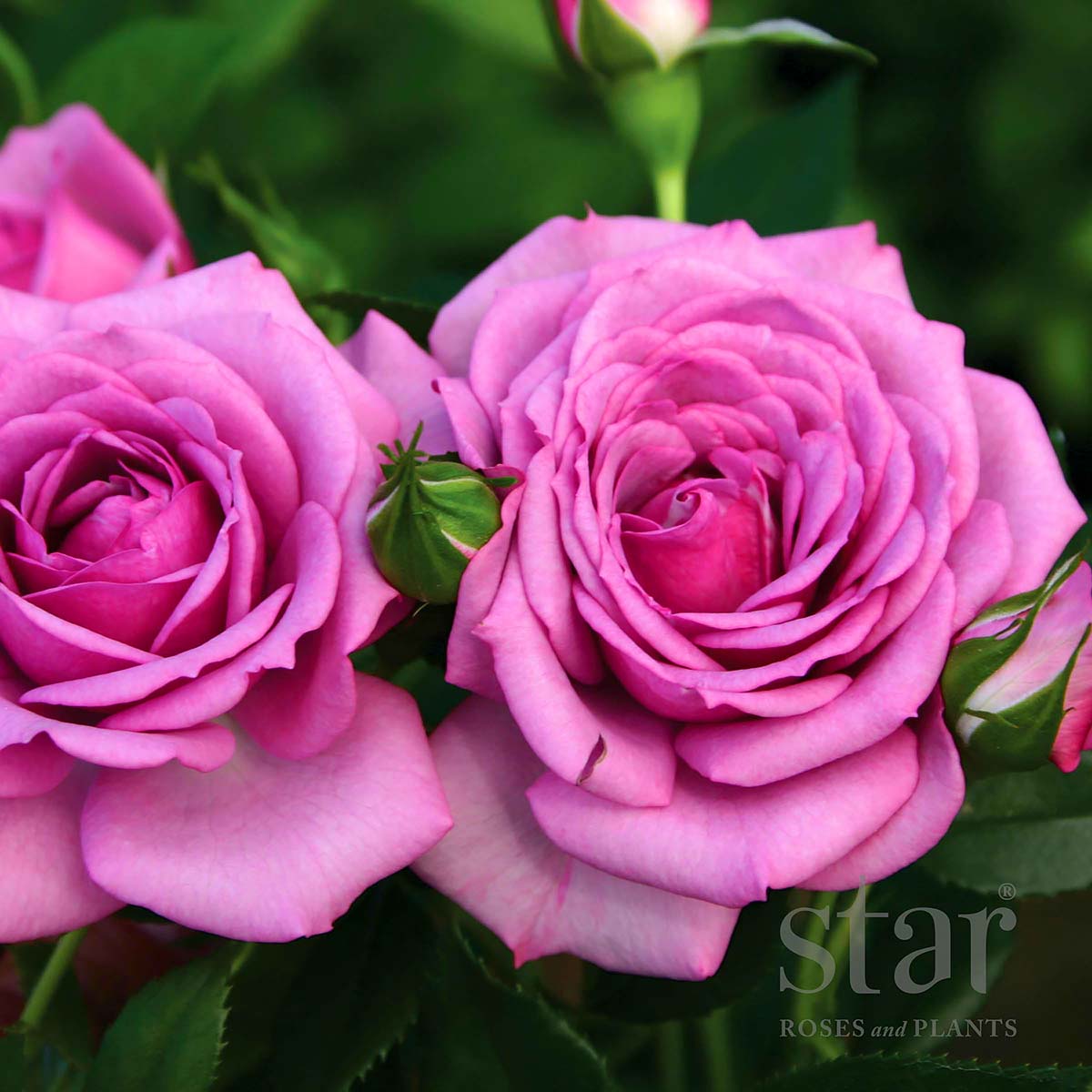 StarRoses_LavenderVeranda.jpg