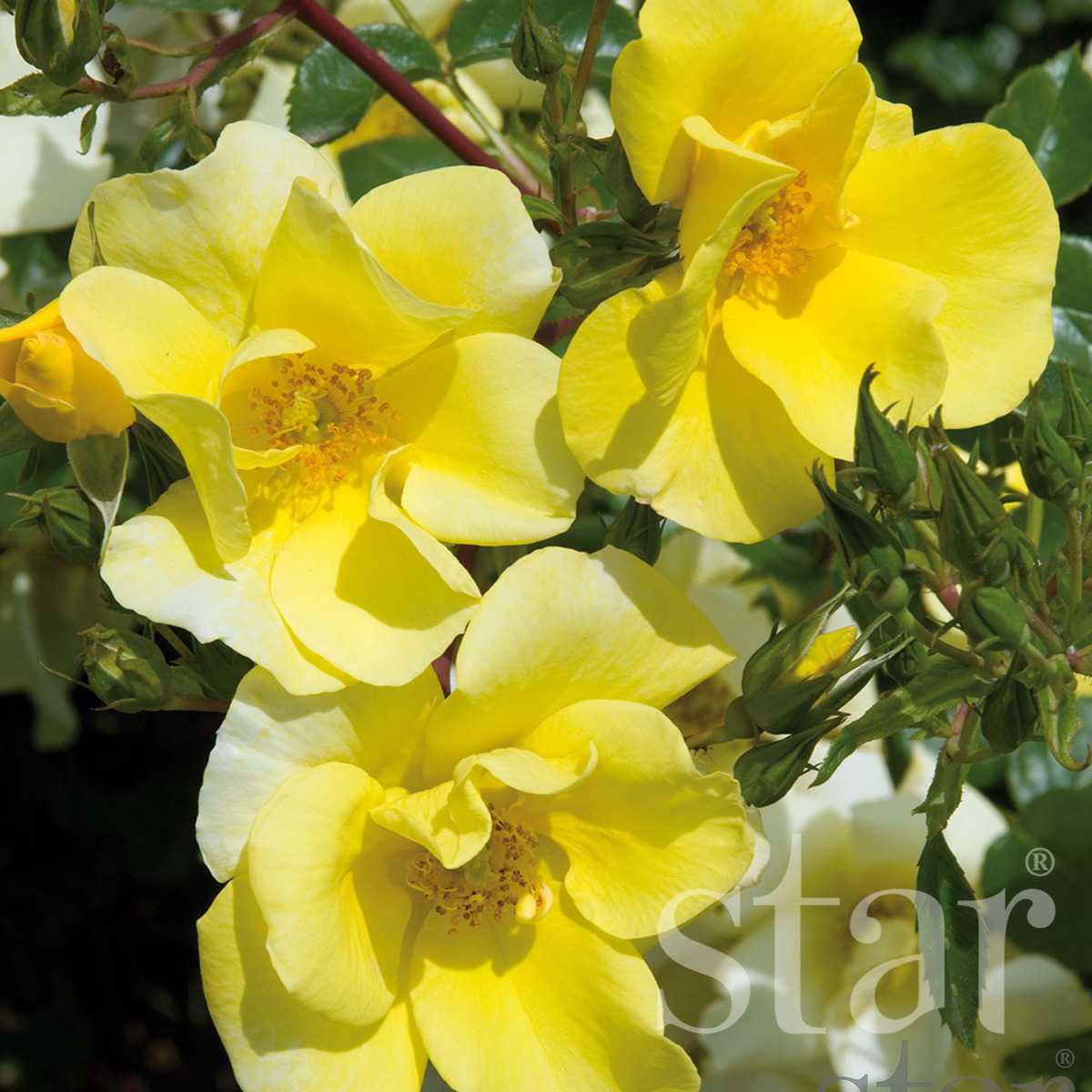 Star_Roses_Limoncello.jpg