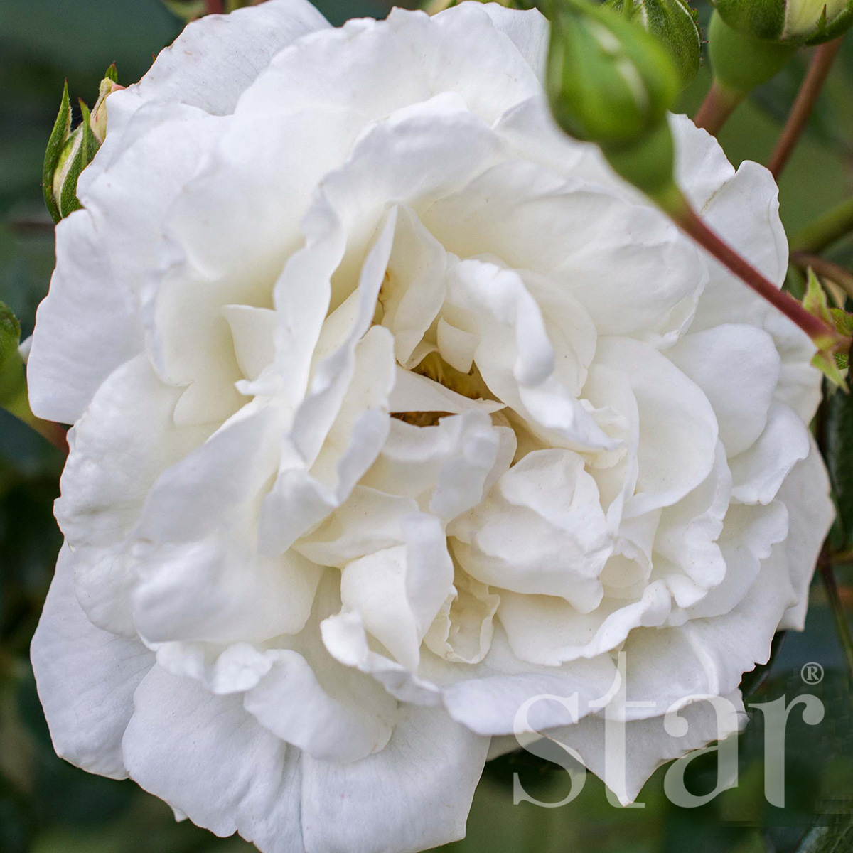 Star_Roses_White-Dawn.jpg