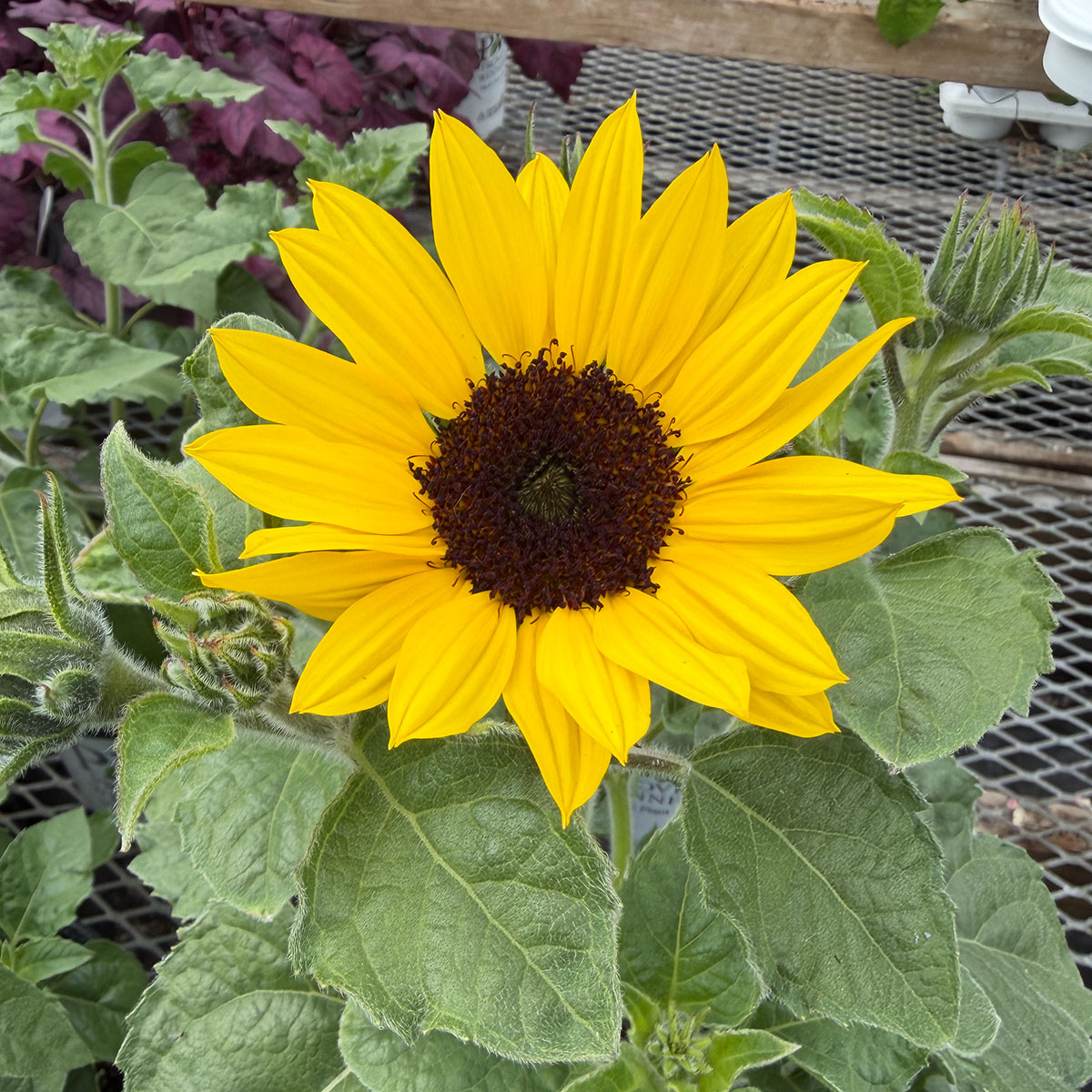 Sunflower_SunfinityYellow.jpg
