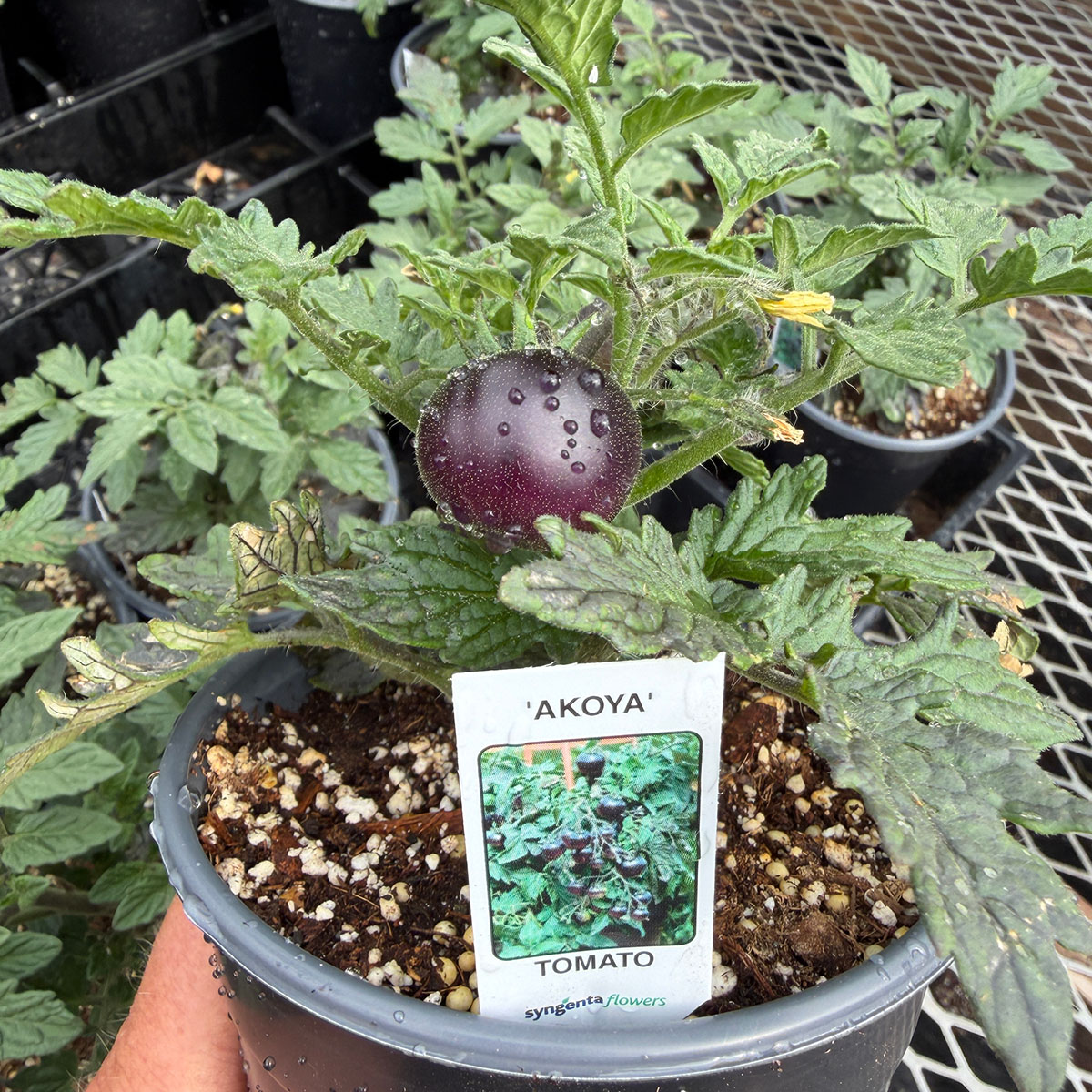 Tomato_Akoya.jpg