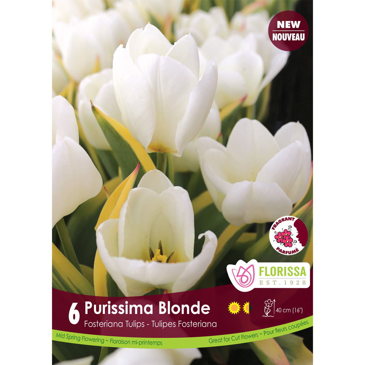 Tulip-PurrismaBlonde.jpg