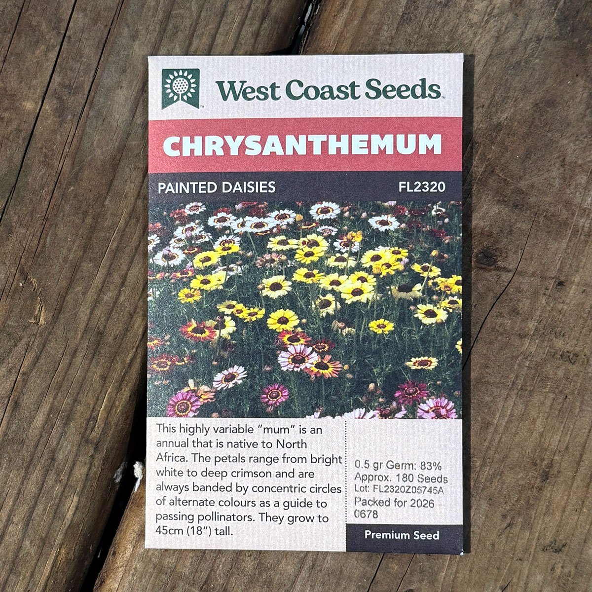 WCS_Chrysanthemum_PaintedDaisies.jpg