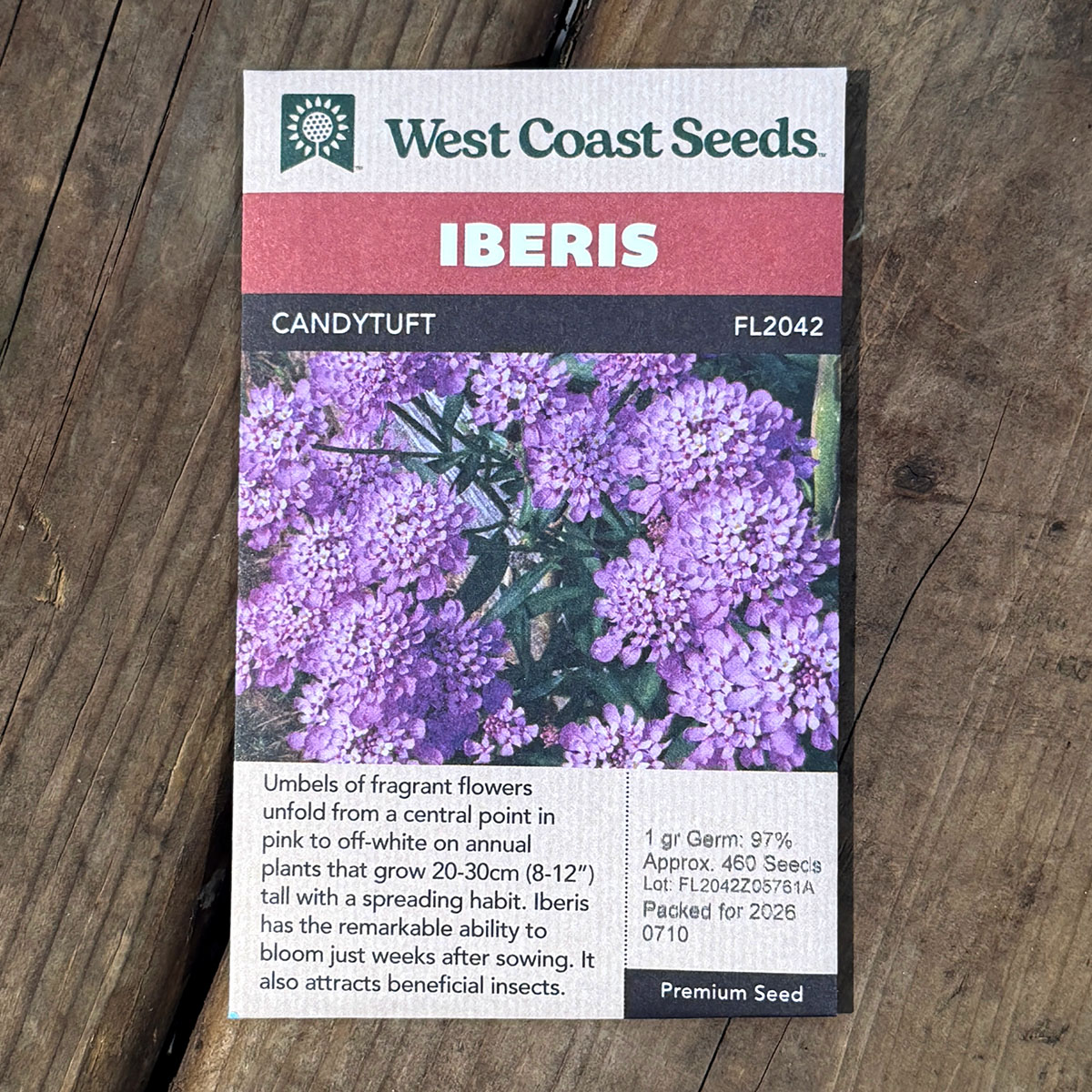 WCS_Iberis_Candytuft.jpg