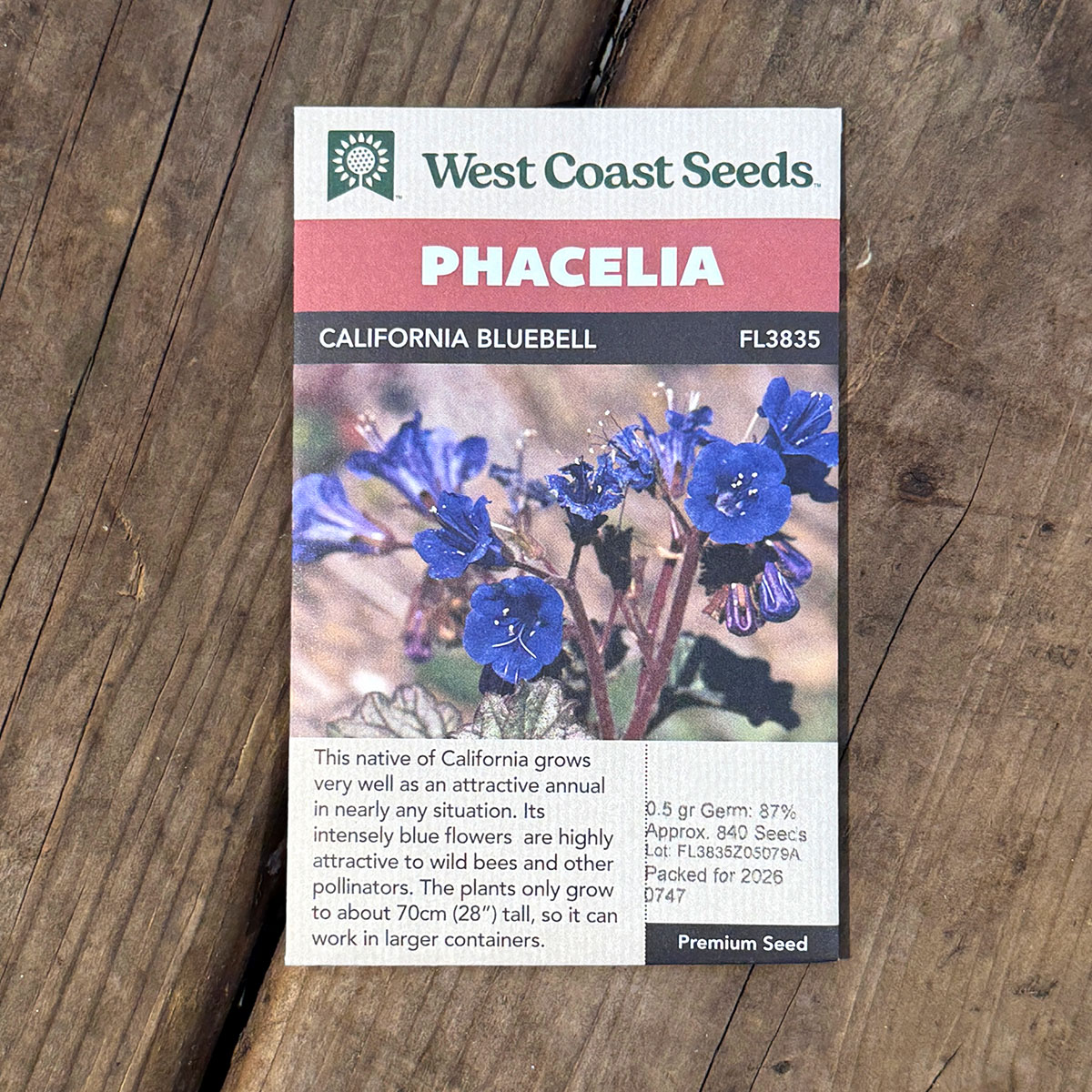 WCS_Phacelia_CaliforniaBlueBell.jpg