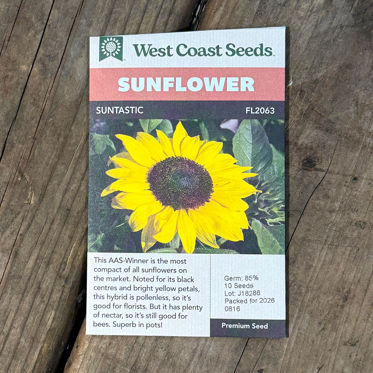 WCS_Sunflower_Suntastic.jpg