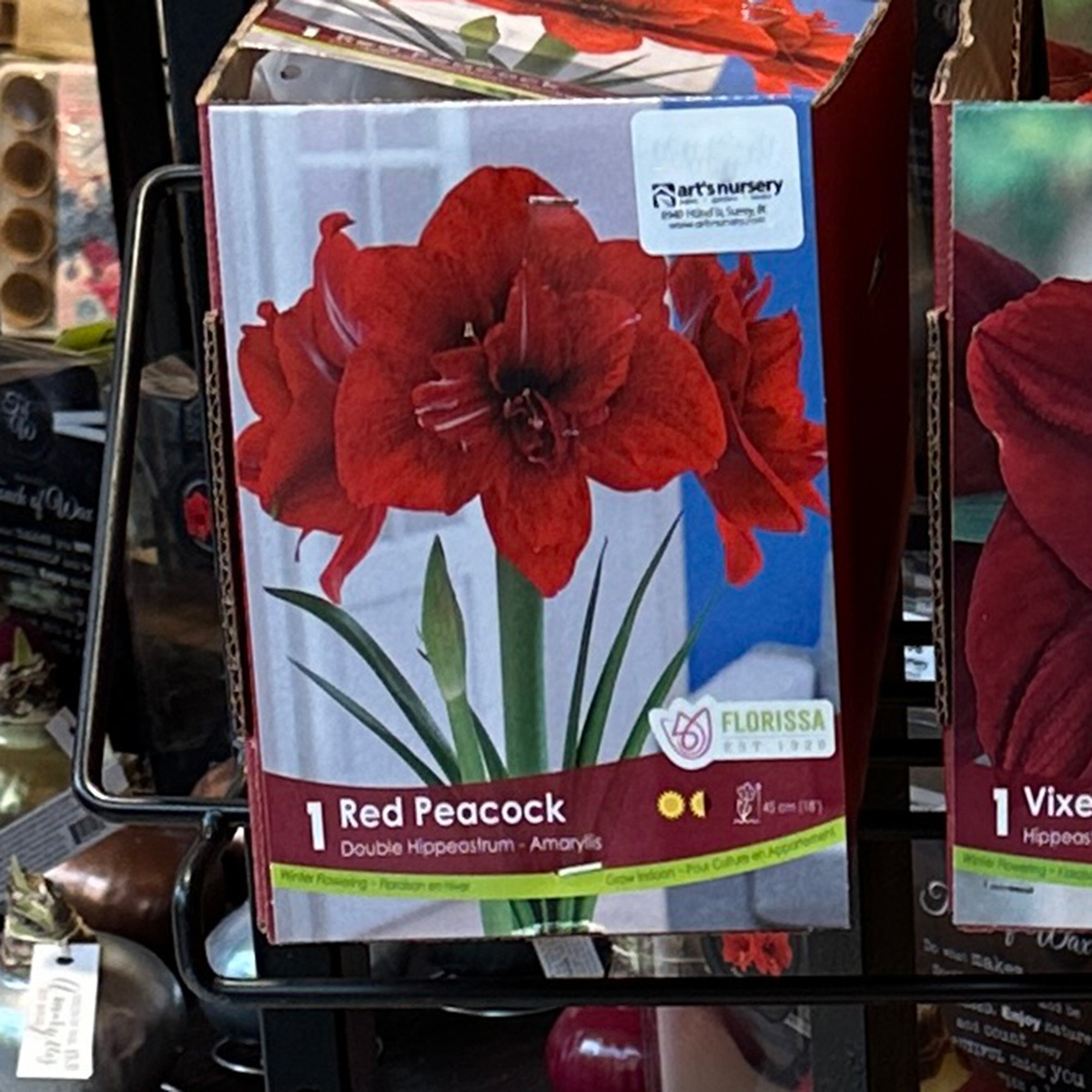 amaryllis_redpeacock.jpg