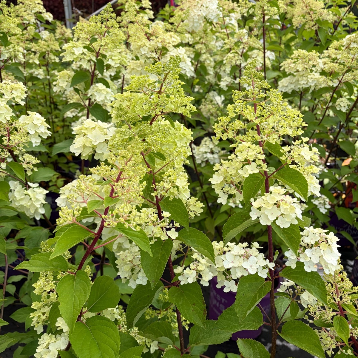 berry_white_1200x1200.jpg