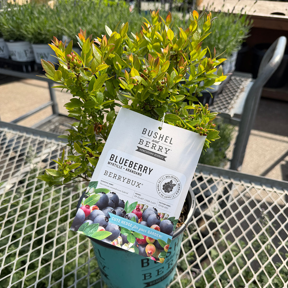 berrybux_blueberry.jpg