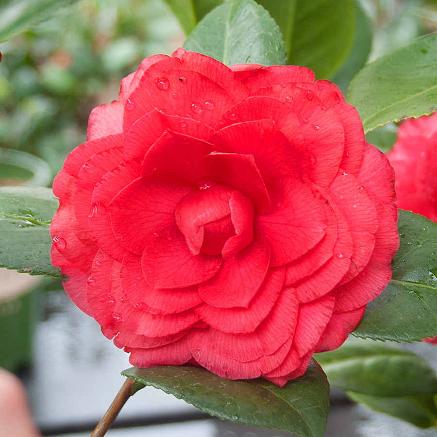 camellia_japonica_nucciosbellarossa.jpg