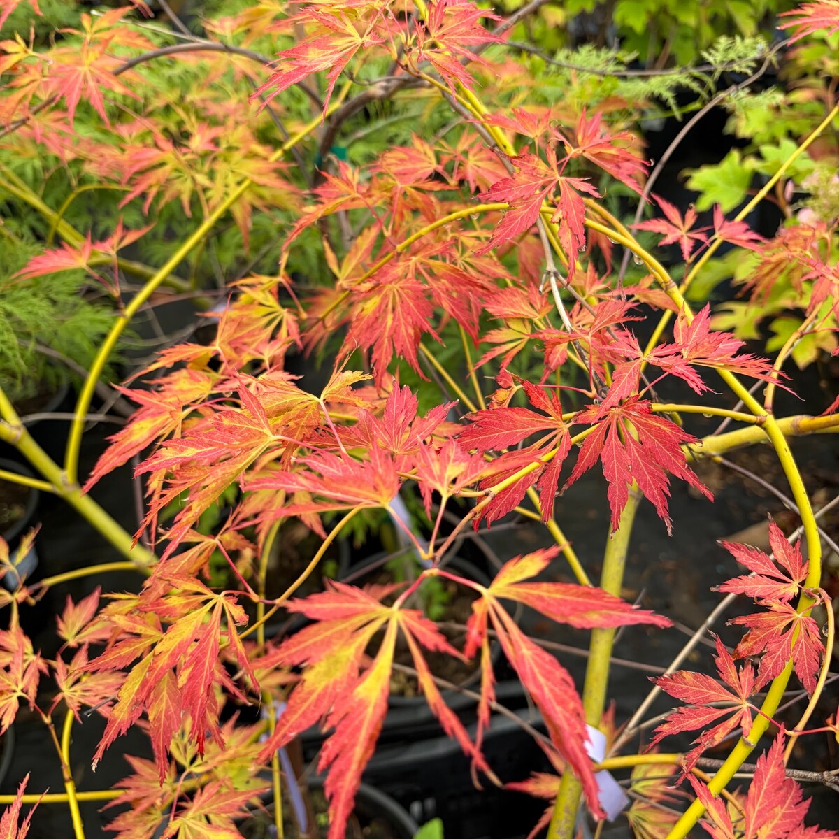 contorta-japanese-maple-3.jpg