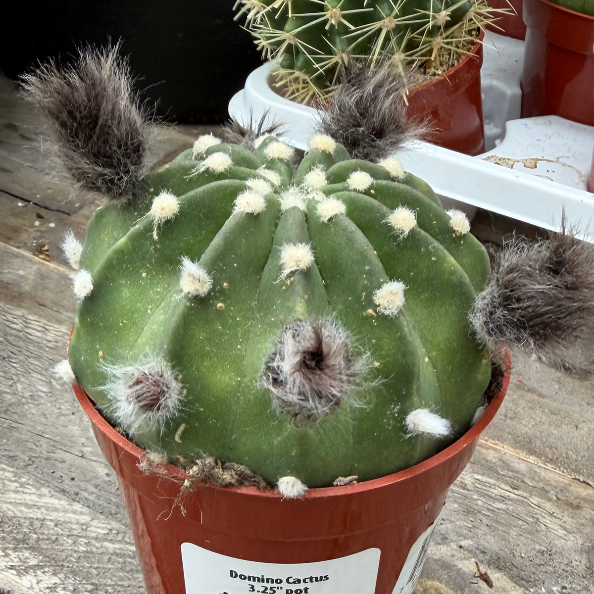 domino_cactus.jpg