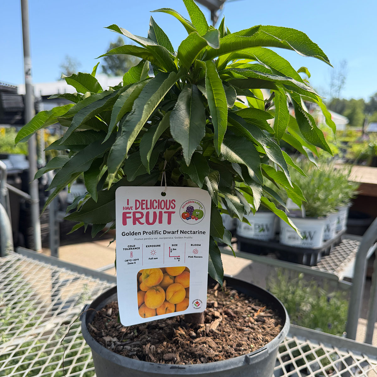 goldenprolific_dwarfnectarine.jpg