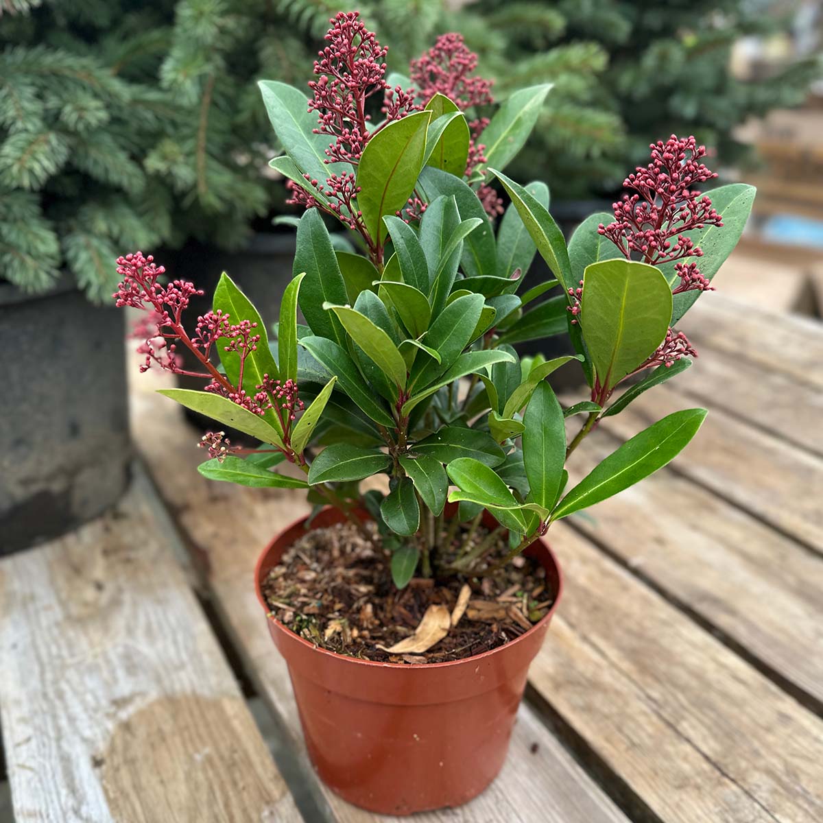 holiday_skimmia_6in.jpg
